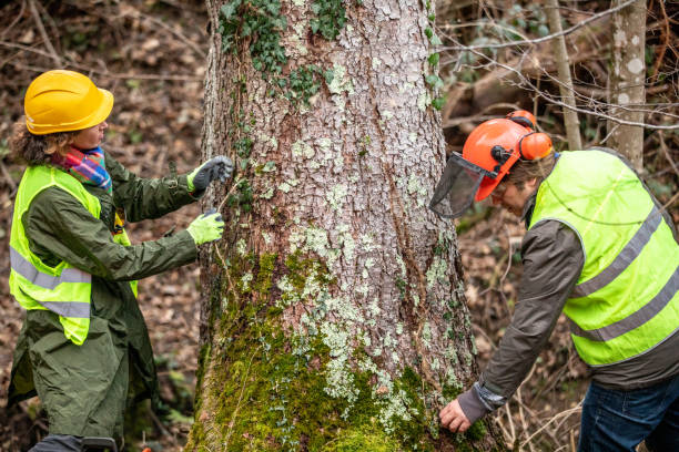 Trusted Monroe, MI Tree Care Experts